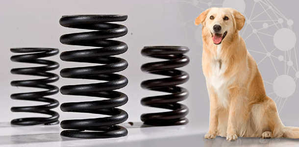large compression spring next to standing dog
